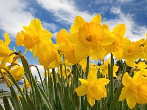 A photo of Daffodils